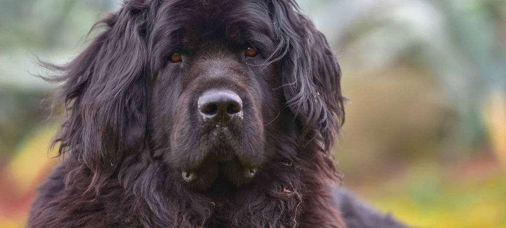Welcome to Legacy Dog Treats